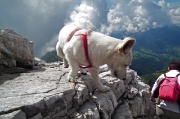 27 e questo cagnolino torna dalla vetta!